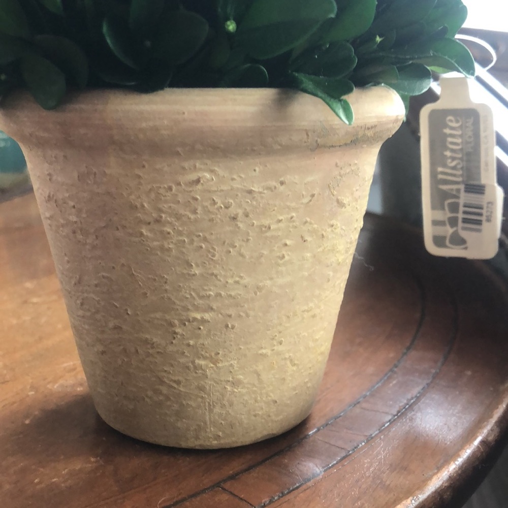 NWT boxwood cone topiary plant - Picture 3 of 6